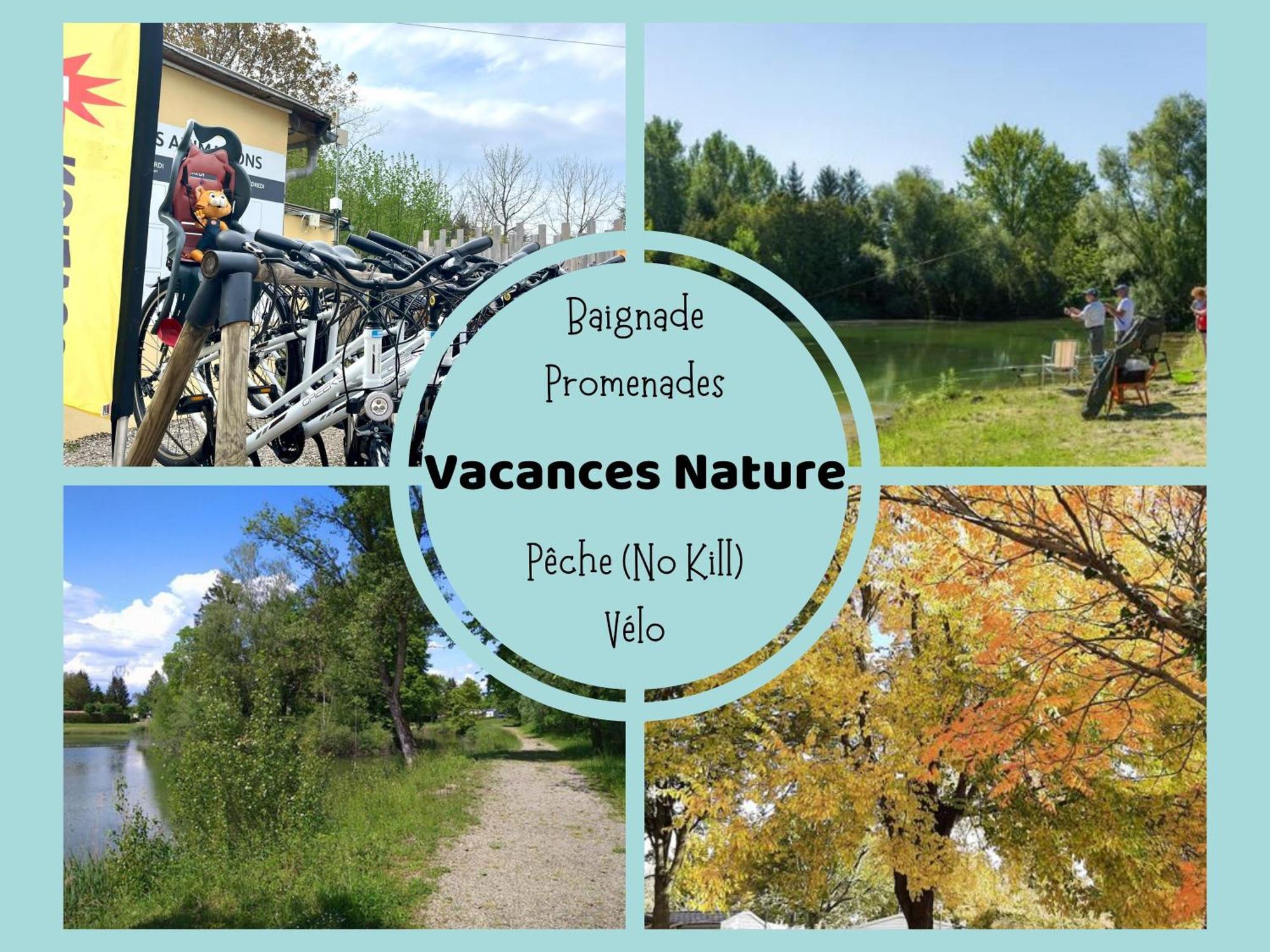 Les Pinots D'Alsace - 3 Bungalows Climatises Avec Tv - Proche Europa Park Boofzheim Eksteriør bilde